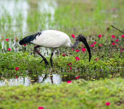 Simple Guide to Responsible Tourism in Uganda