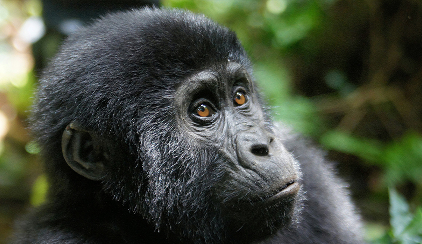 Dynamic Content Image