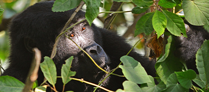 Dynamic Content Image