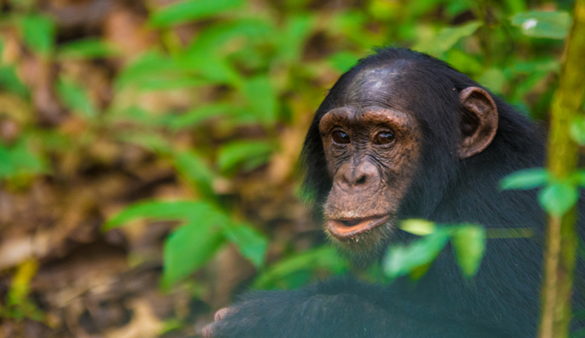 Dynamic Content Image