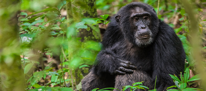 Dynamic Content Image