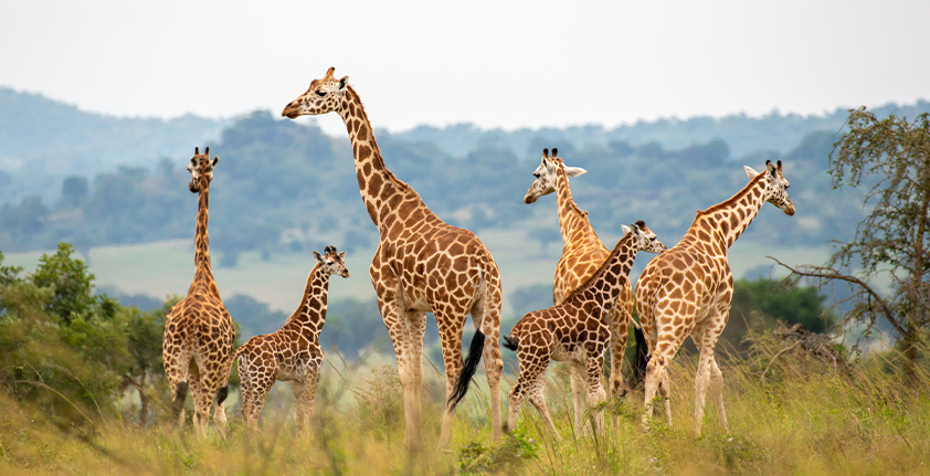 Dynamic Content Image