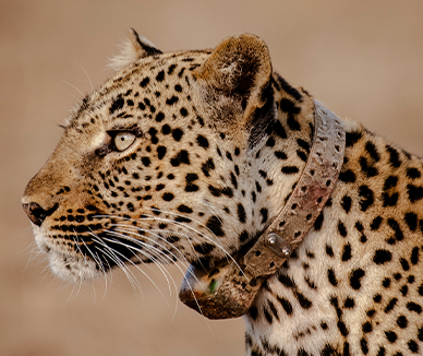 Dynamic Content Image